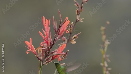 Short-tailed emerald humming bird feeding on Indian shot flowers