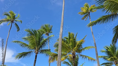 Low-angle view of green palm trees. Leaves and fronds gently swaying in the wind against a clear blue sky. Minimalist aesthetic shot of tropical foliage moving in the breeze.