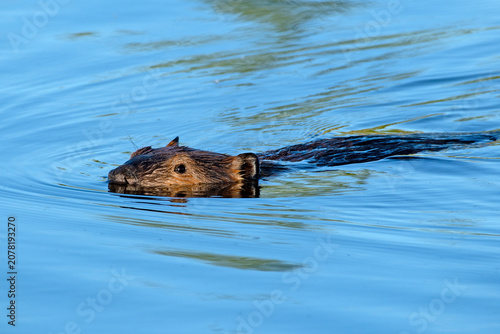 Valokuva American Beaver swimming