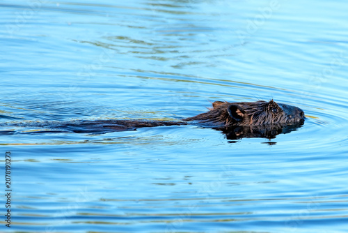 Valokuva American Beaver swimming
