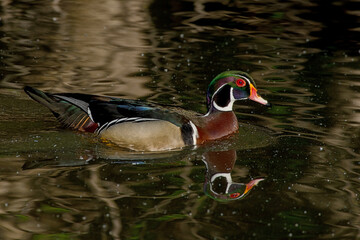 Wood Duck (Aix sponsa)