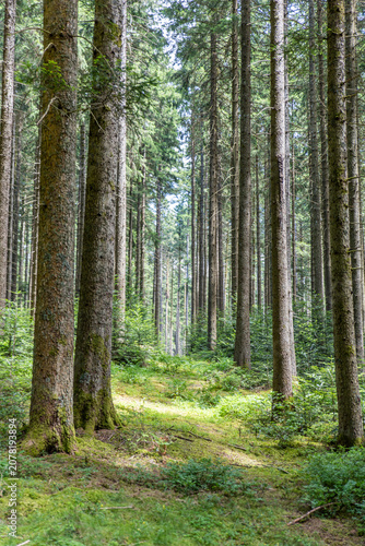 Image of a forest in summer. Black Forest in Germany.	