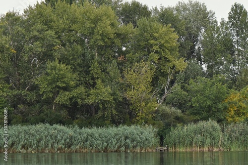 Lake landscape with trees and reeds on the shore in summer