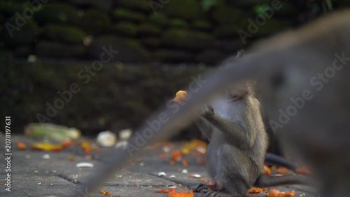 A cute monkey family eating sweet pumpkin together in Bali forest, a close-up lifestyle shot of wild animals enjoying food in their natural habitat, perfect for nature stock footage.