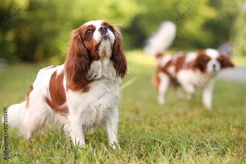 Photography Cavalier King Charles Spaniel dogs on walk outdoors