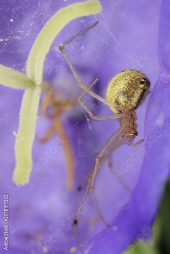 Konstfotografi spider on a flower