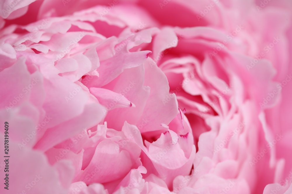 Obraz premium Beautiful pink peony flowers as background, closeup