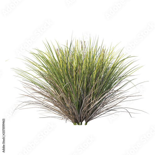 Картината върху платно Isolated green ornamental grass clump with long slender leaves on transparent ba