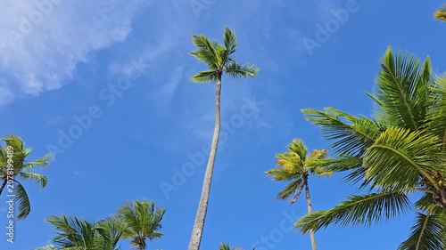 Low-angle view of green palm trees. Leaves and fronds gently swaying in the wind against a clear blue sky. Minimalist aesthetic shot of tropical foliage moving in the breeze.