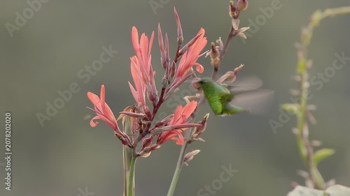 Short-tailed emerald humming bird feeding on Indian shot flowers