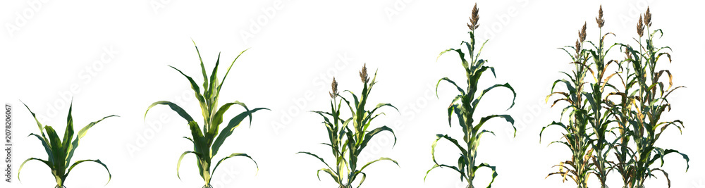 Fototapeta premium Set of Sorghum bicolor (commonly known as broomcorn, sorghum or jowar) frontal isolated png on a transparent background perfectly cutout high resolution