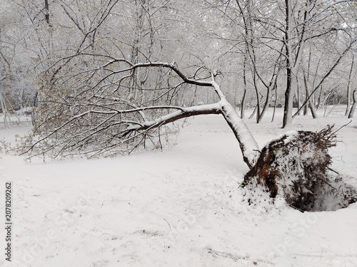 Fallen tree in snowy park after heavy snowfall
