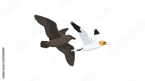 Foto Two seabirds flying, one brown, one white with black wingtips, isolated on white