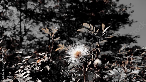 Cinematic Selective Color White Calliandra Flower Blooming in Garden