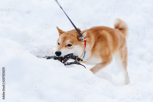 Vászonkép cute young red white shiba inu dog walking in winter park, active walking on whi