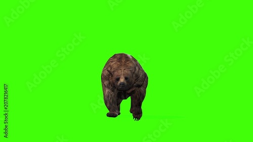 4k grizzly bear slow walk front view loop animation isolated on Green Screen, 3D brown bear walking rendering on the chroma key, Scientific name, Ursus arctos horribilis, easy to remove background