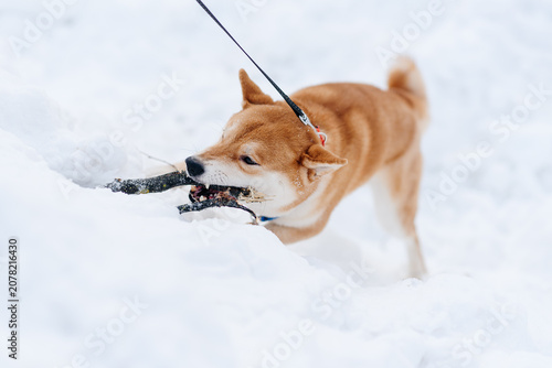 Bild auf Leinwand cute young red white shiba inu dog walking in winter park, active walking on whi