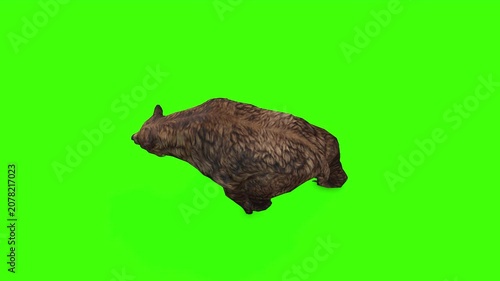 4k grizzly bear slow walk top view loop animation isolated on Green Screen, 3D brown bear walking rendering on the chroma key, Scientific name, Ursus arctos horribilis, easy to remove background