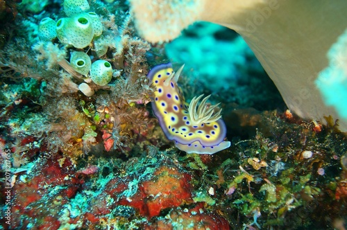 Kuni's nudibranch (Goniobranchus kuniei), Raja Ampat
