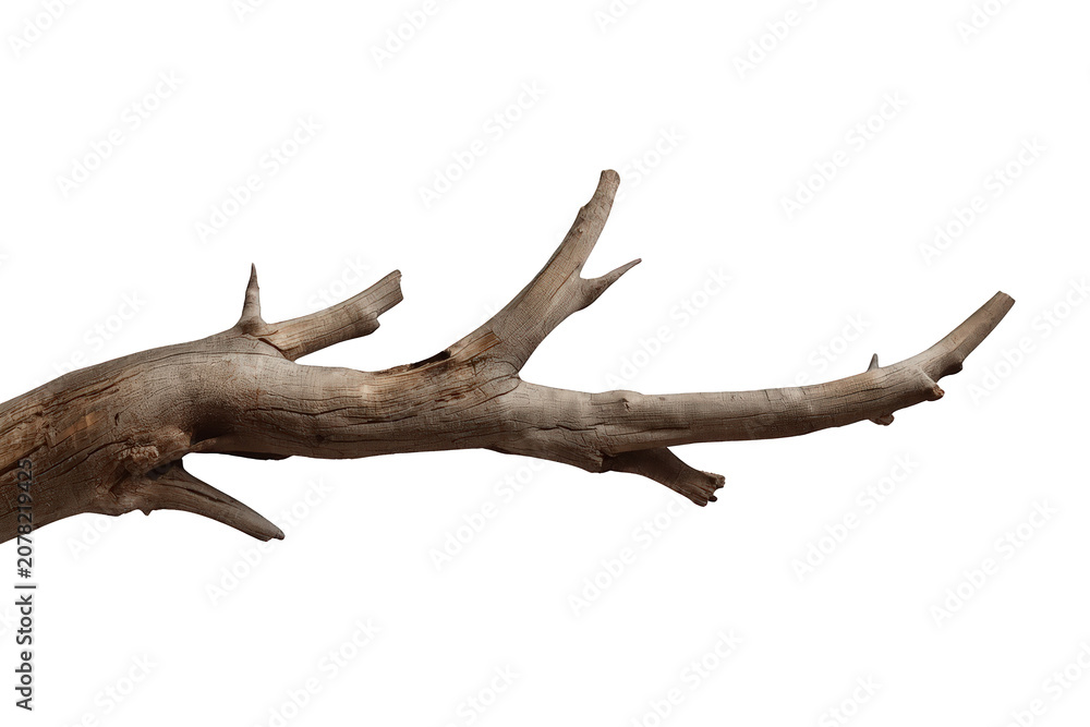 Fototapeta premium Weathered tree branch with dry bark on a transparent background, showing natural texture and decomposition