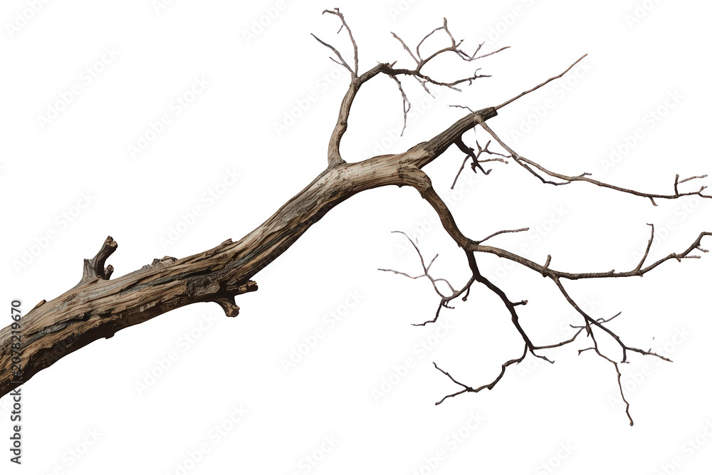 Fototapeta premium Dead tree branch with dry, gnarled wood and leafless twigs, creating a concept of decay, death, and natural aging