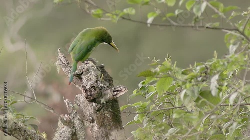 Southern emerald toucanet perched on top of a tree