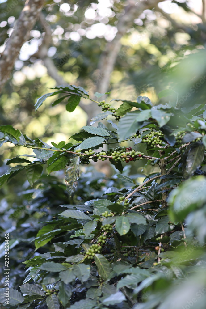 Fototapeta premium coffee field