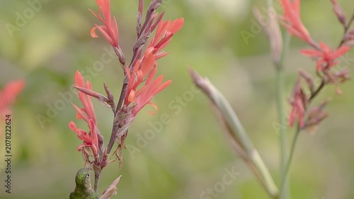 Tyrian metaltail hummingbird feeding on Indian shot flowers
