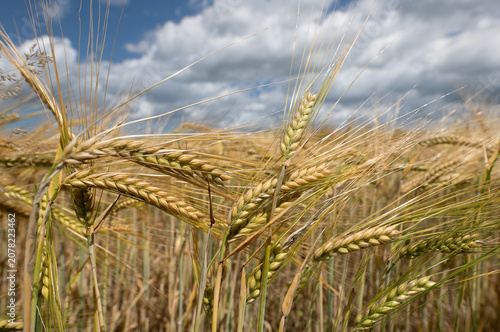 Close-up of grain ripening in the field. The grains are clearly visible. In the background is a blue sky with clouds.