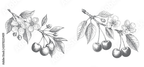 фотографія Cherry blossom branches with hanging fruits and leaves in antique botanical sketch