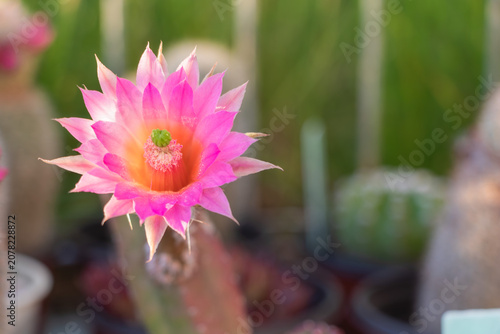 Close-up of a vibrant pink Echinocereus gentryi cactus flower in full bloom with a soft blurred background. Beautiful ornamental cactus blossom photographed in natural light