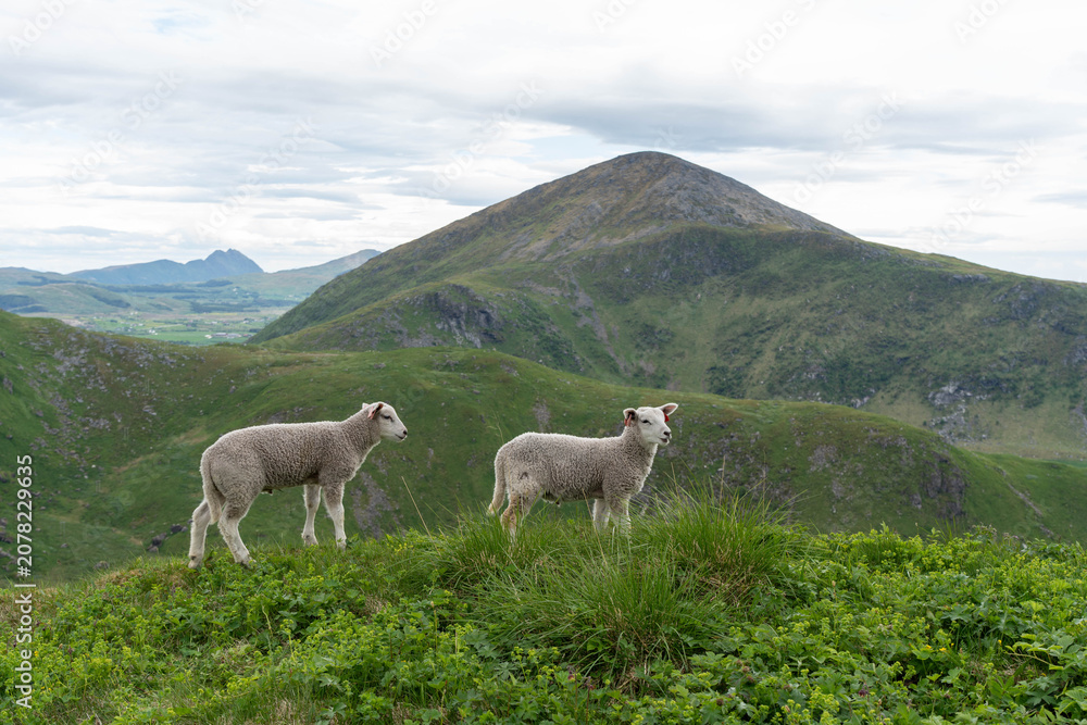 Obraz premium Two lambs standing on green mountain hill with scenic landscape background