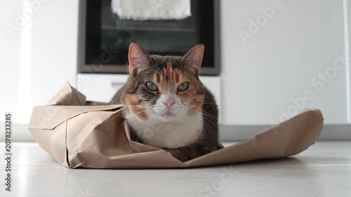 Relaxed domestic calico cat resting on paper bag in kitchen after playing whole day, tranquil tricolor kitty in cat loaf pose quietly chilling on shopping bag at home, pet habits. 