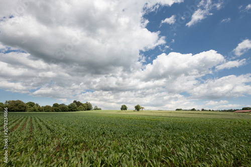 A scenic shot of a cornfield. The plants are still green and growing. In the background is a blue sky with large clouds.