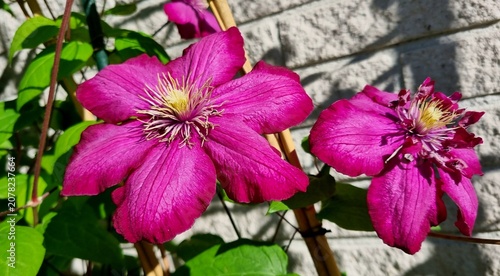Fotografie Large pink clematis flower with vivid, velvety petals and a contrasting yellow center