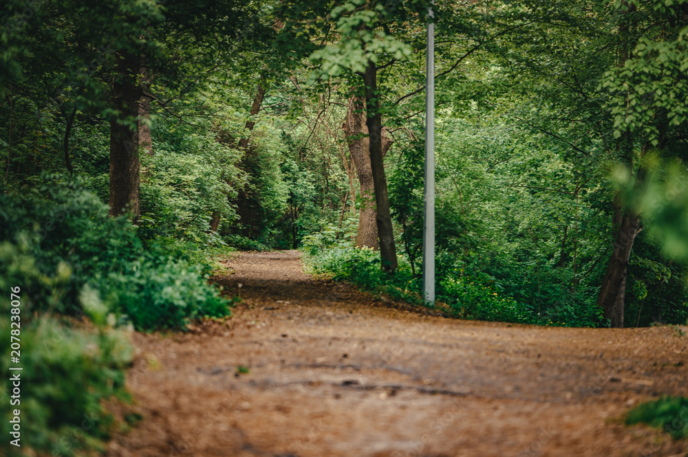 Fototapeta premium A serene winding dirt path disappears into the vibrant depths of a lush green forest, enveloped by dense foliage and towering trees, creating a tranquil natural landscape perfect for peaceful strolls