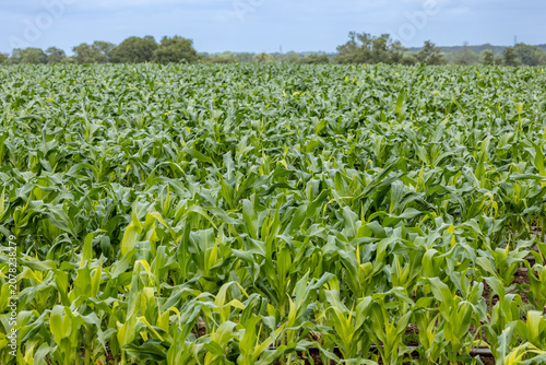 Fotografía Looking out over a field of corn crops growing in the Sussex countryside, with f