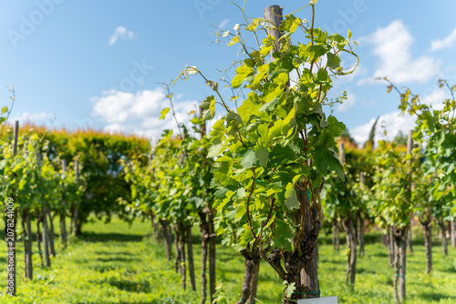 Tableau sur toile Rows of vines growing in a vineyard in summer, Kakheti, Georgia