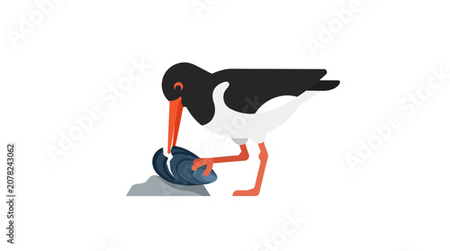 Bild auf Leinwand Oystercatcher Bird Eating Mussel on White Background, Flat Design Illustration