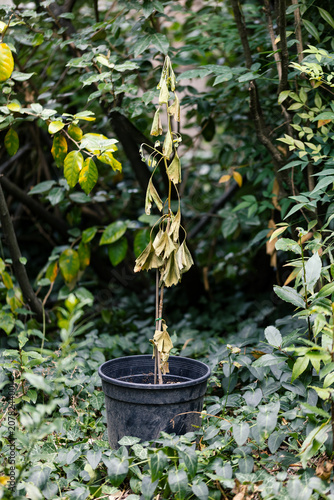Dead potted plant with wilted leaves caused by drought, extreme heat and lack of water. Concept of climate change, water scarcity and environmental stress.