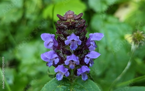 Macro shot of a purple self-heal wildflower (Prunella vulgaris) blooming in a forest