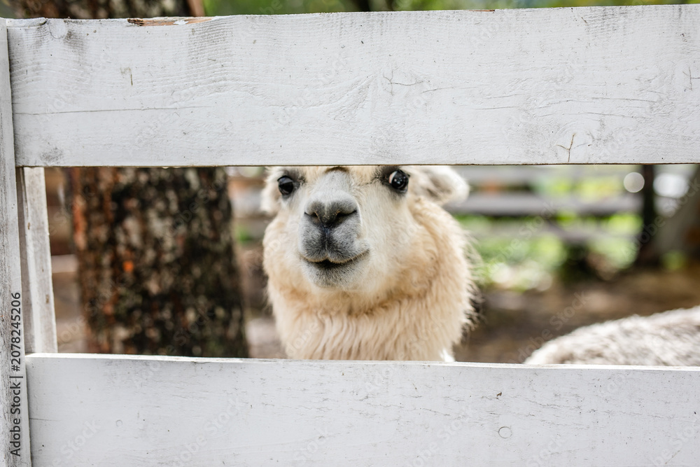 Fototapeta premium White alpaca face peeking between white wooden fence boards.