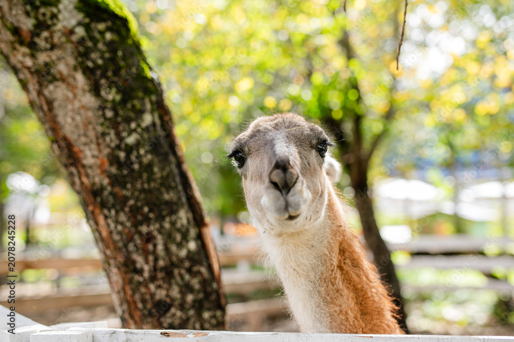 Fototapeta premium Curious lama portrait with soft green forest background.