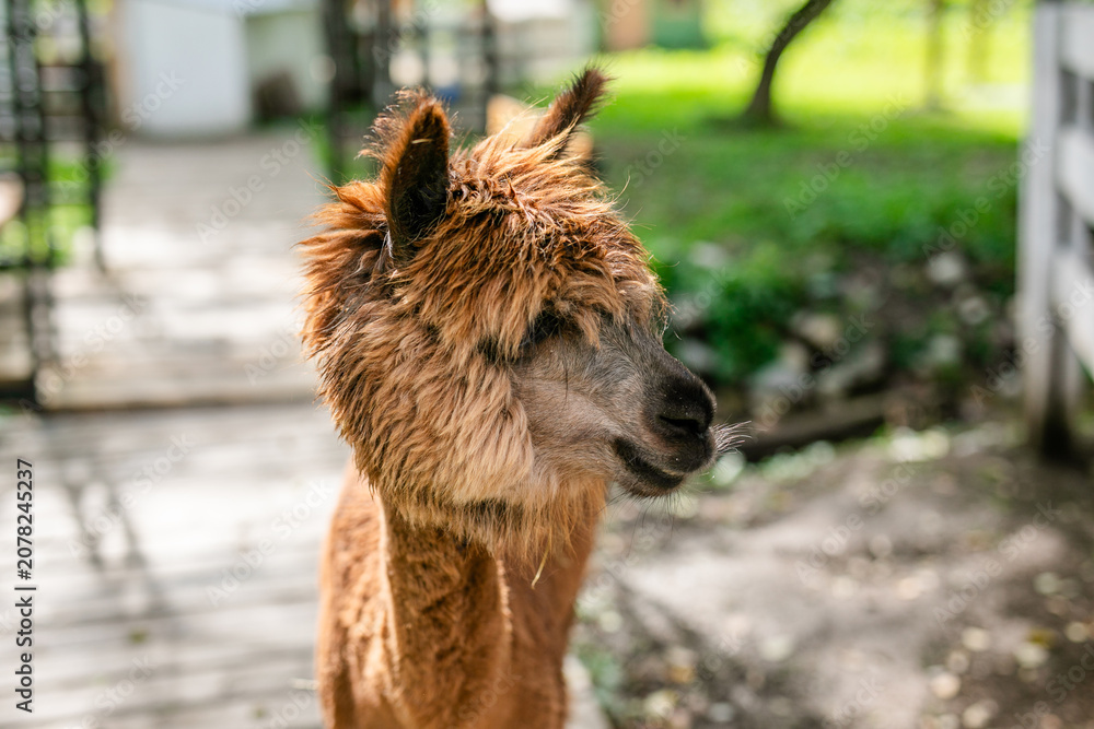 Fototapeta premium Brown alpaca portrait with shaggy fleece and soft blurred green background.