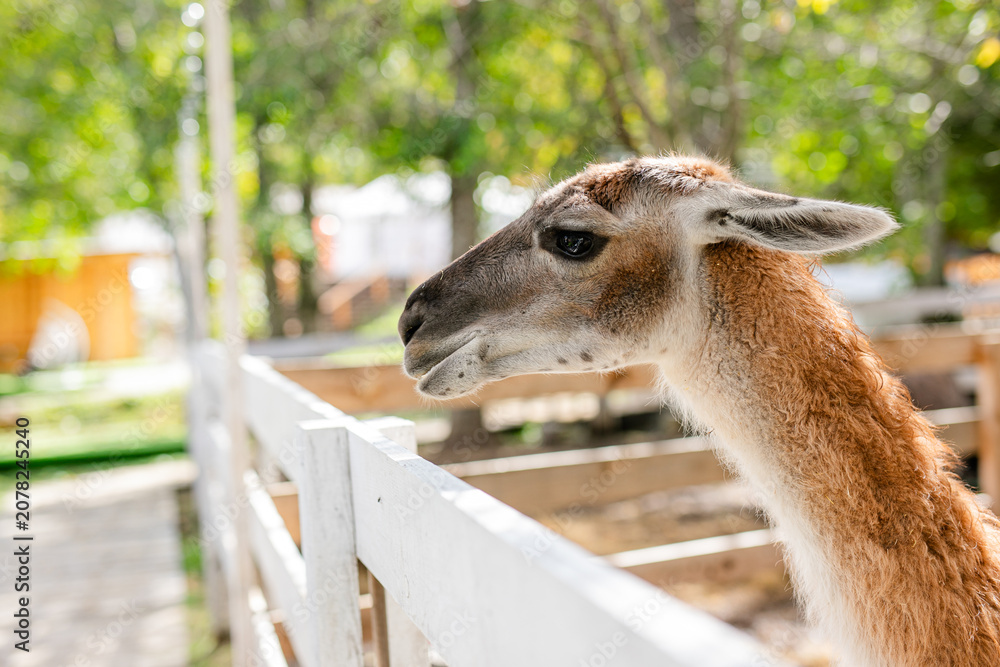 Fototapeta premium Curious lama portrait with soft green forest background.