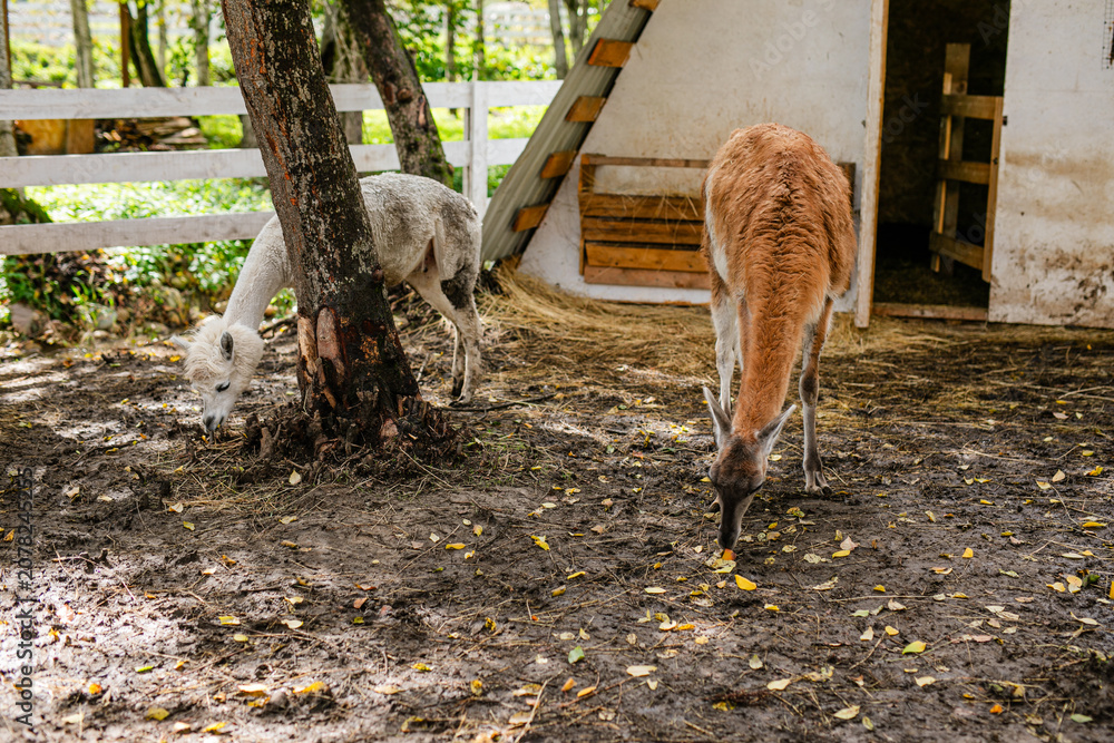 Fototapeta premium Lama grazing near puddles under tree in fenced animal park.