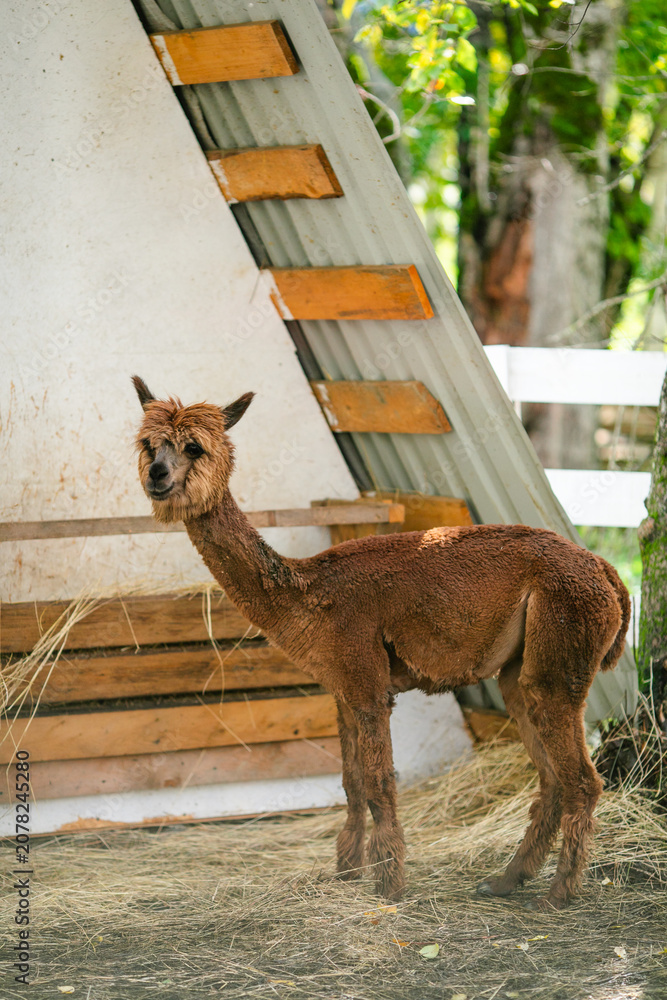 Fototapeta premium Brown alpaca portrait with shaggy fleece and soft blurred green background.