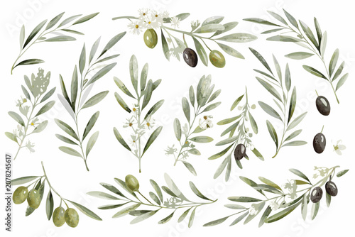 Fotografie Watercolor Olive Branch Collection With Olives And White Flowers On White Backgr