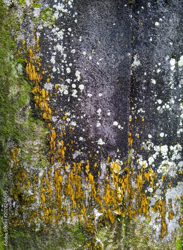 Full frame texture of an old weathered concrete wall covered with vibrant orange algae and white lichen spots