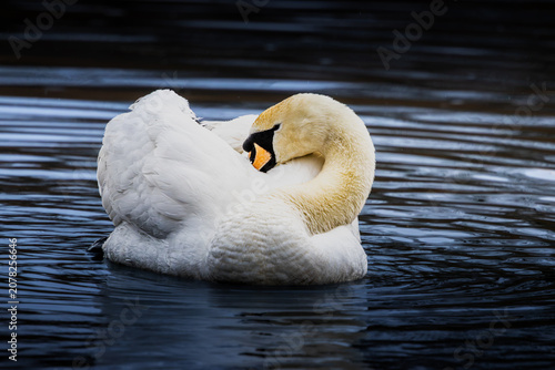 Foto A Mute Swan curls into a ball on dark water in Bristol — doing its best impression of someone refusing to get out of bed